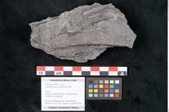 Foto (Objekt + Etikett) von Calamites communis Ettingshausen (NHMW-GEO-2024-0188-10980)